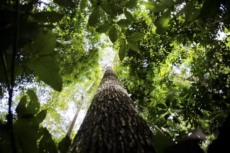 floresta Amazônica